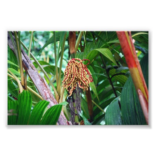 Palm Fruit in Hawaii Fotodruck (Vorne)