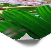 Palm Fruit in Hawaii Poster (Ecke)