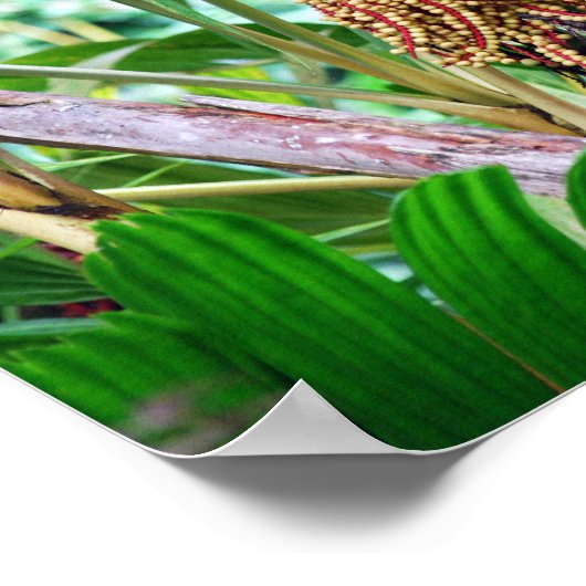 Palm Fruit in Hawaii Poster (Ecke)