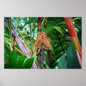 Palm Fruit in Hawaii Poster (Vorne)