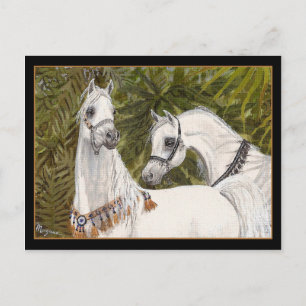Palm Grove Arabian Pferdepostcard Postkarte