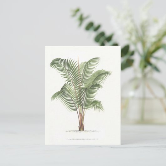 Palm Illustrations-Sammlung I Postkarte (Stehend Vorderseite)