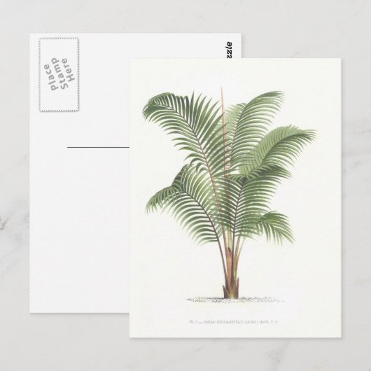 Palm Illustrations-Sammlung I Postkarte (Vorne/Hinten)