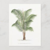 Palm Illustrations-Sammlung I Postkarte (Vorderseite)