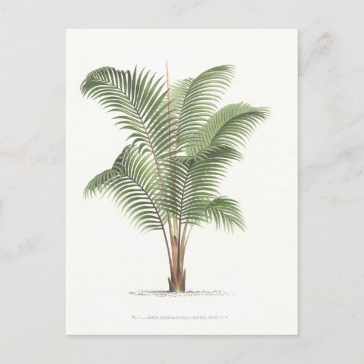Palm Illustrations-Sammlung I Postkarte (Vorderseite)