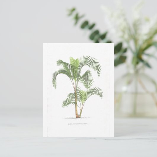 Palm-Illustrationssammlung Postkarte (Stehend Vorderseite)