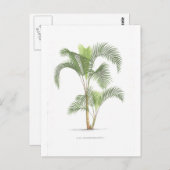 Palm-Illustrationssammlung Postkarte (Vorne/Hinten)