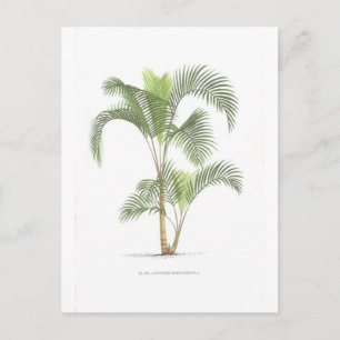 Palm-Illustrationssammlung Postkarte