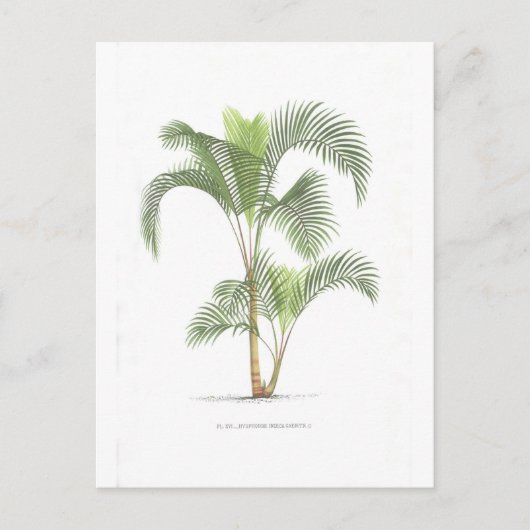 Palm-Illustrationssammlung Postkarte (Vorderseite)