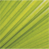 Palm Leaf Aufkleber (Vorderseite)