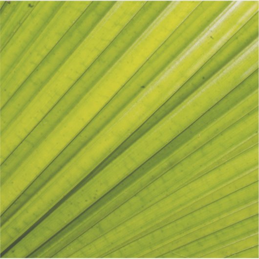 Palm Leaf Aufkleber (Vorderseite)