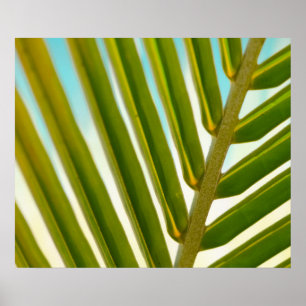 Palm Leaf Foto Poster
