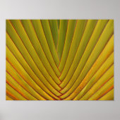 Palm Leaf Poster (Vorne)
