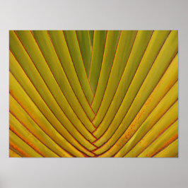 Palm Leaf Poster