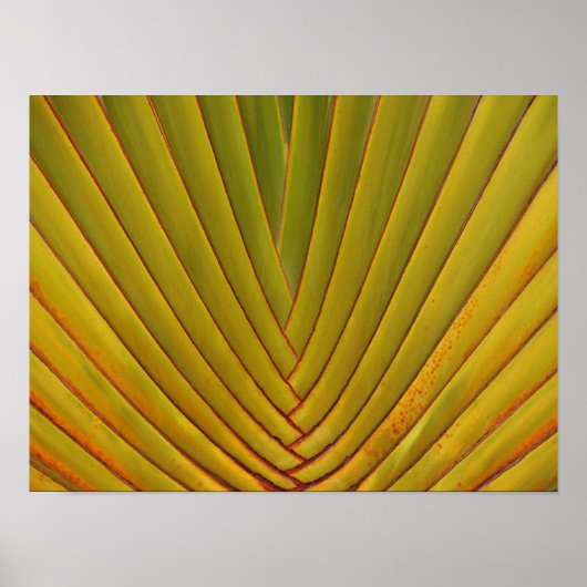 Palm Leaf Poster (Vorne)