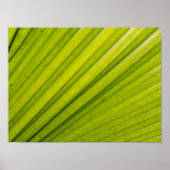 Palm Leaf Poster (Vorne)