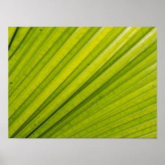 Palm Leaf Poster (Vorne)