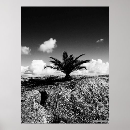 "Palm on Rock" JTG Art Poster (Vorne)
