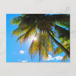 Palm Paradise Blue Sky Sunshine Postkarte