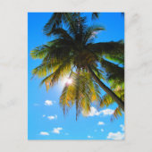 Palm Paradise Blue Sky Sunshine Postkarte (Vorderseite)