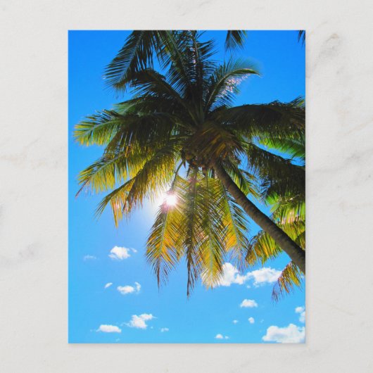 Palm Paradise Blue Sky Sunshine Postkarte (Vorderseite)