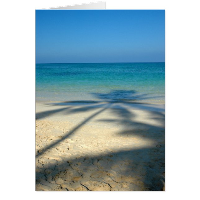 Palm, Strand von Lanikai (Vorne)
