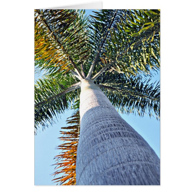 Palm Tree (Vorne)