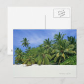 Palm Tree 3 Postkarte (Vorne/Hinten)