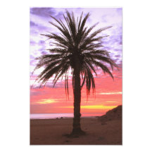 Palm Tree and Dawn Sky