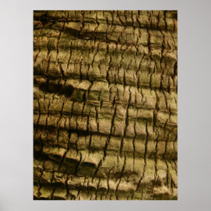 Palm Tree Bark Poster