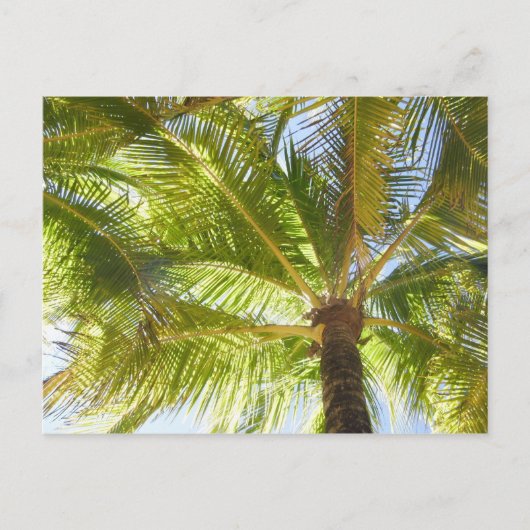 Palm Tree Beach Postcard Postkarte (Vorderseite)