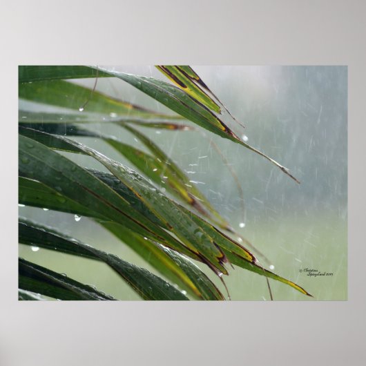 Palm Tree Blätter Raindrops Poster (Vorne)