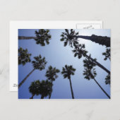 Palm Tree California Santa Barbara Postkarte (Vorne/Hinten)