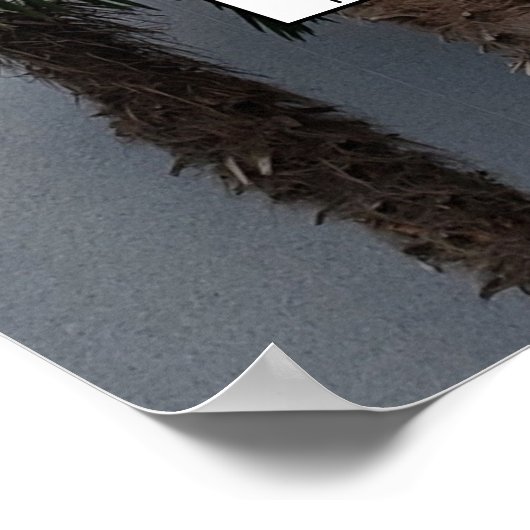 Palm Tree Cluster Foto Family Tree Poster (Ecke)