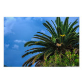 Palm Tree Foto Print (Vorne)