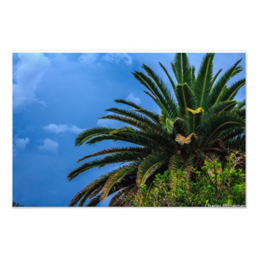 Palm Tree Foto Print (Vorne)