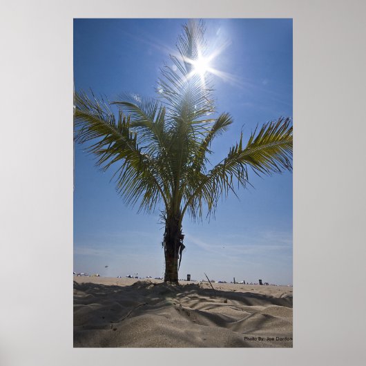 Palm Tree, Foto von: Joe Dantone Poster (Vorne)