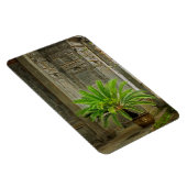 Palm Tree | Hongcun, China Magnet (Rechte Seite)