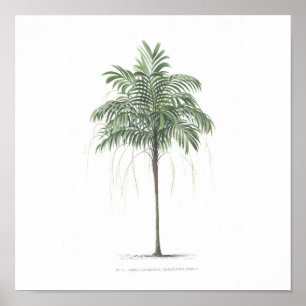 Palm tree illustration Collection Poster