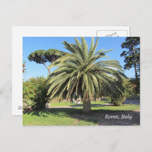 Palm Tree in Rom, Italien Postkarte (Vorne/Hinten)