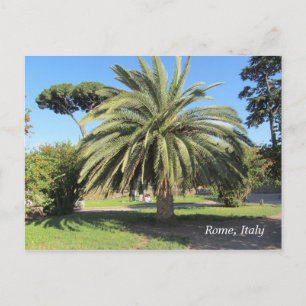 Palm Tree in Rom, Italien Postkarte