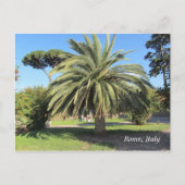 Palm Tree in Rom, Italien Postkarte (Vorderseite)
