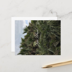 Palm Tree - Jeju - Jeju Island - Südkorea Feiertagspostkarte