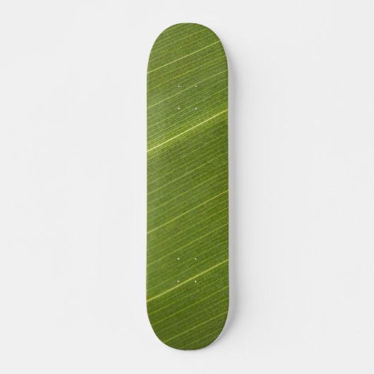Palm Tree Leaf Skateboard (Vorne)