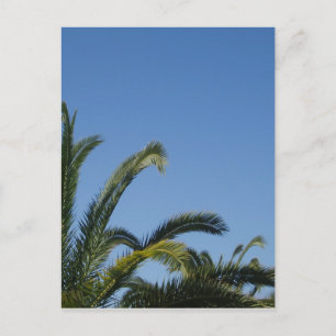 Palm Tree Postcard Postkarte
