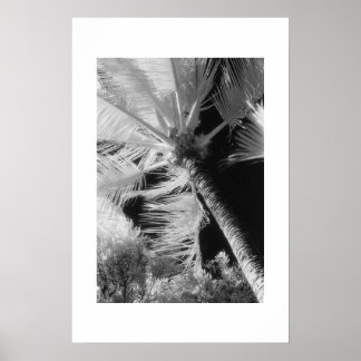 Palm Tree Poster