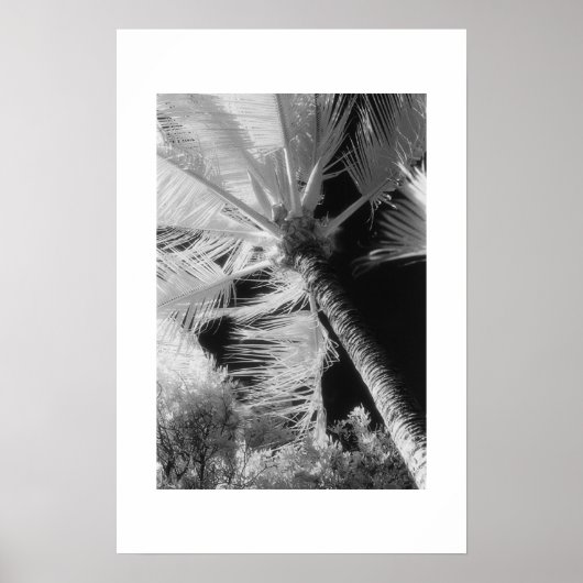 Palm Tree Poster (Vorne)
