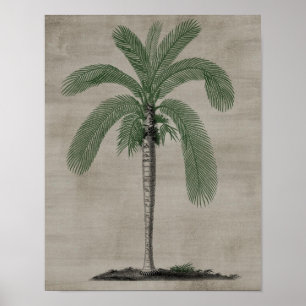 Palm Tree Poster
