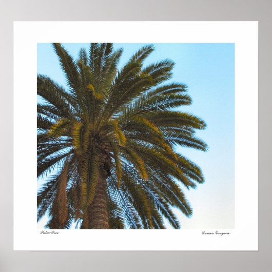 Palm Tree Poster Print (Vorne)
