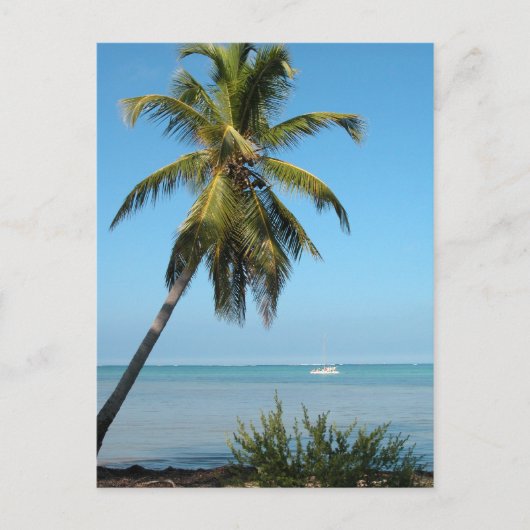 Palm Tree - Postkarte (Vorderseite)